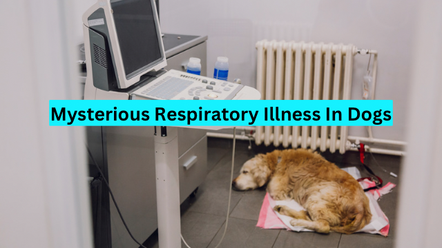 Mysterious Respiratory Illness In Dogs